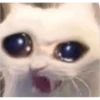 Cat Angry 19