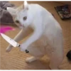 Cat Angry 20