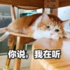 Sun Meow 15