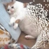 Crying Cat Deluxe 20