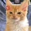 Cat Angry 21