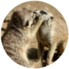 Suricate Seboso 17