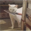 Cat Angry 22