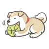 Shiba-Puppy! 20