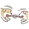 Shiba-Puppy! 21
