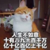 Sun Meow 16