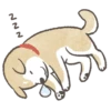 Shiba-Puppy! 24