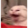 Cat Angry 23