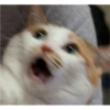 Cat Angry 24