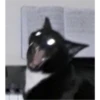 Cat Angry 25
