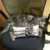 Crying Cat Deluxe 25
