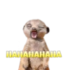 Suricate Seboso 19
