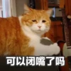 Sun Meow 17