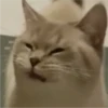 Cat Angry 26