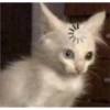 Cat Angry 28