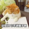 Sun Meow 18