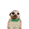 Suricate Seboso 21