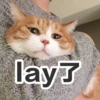 Sun Meow 19