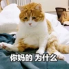 Sun Meow 20