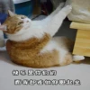 Sun Meow 22