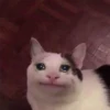 Crying Cat Deluxe 29