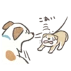 Shiba-Puppy! 28
