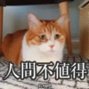 Sun Meow 23