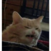 Cat Angry 29