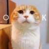 Sun Meow 24