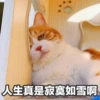 Sun Meow 25