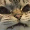 Cat Angry 30