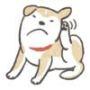 Shiba-Puppy! 29