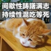 Sun Meow 26
