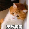 Sun Meow 27