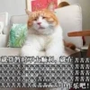 Sun Meow 29