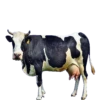 ANIMALS EMOJI 5