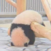 AnImAls 5