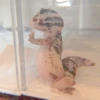 AnImAls 6