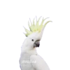 ANIMALS EMOJI 7