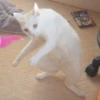 AnImAls 10