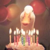 AnImAls 11