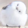 AnImAls 12