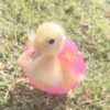 AnImAls 13