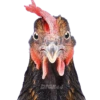 ANIMALS EMOJI 8