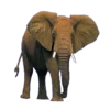 ANIMALS EMOJI 10