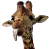 ANIMALS EMOJI 11
