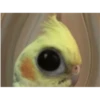 Random Shit #1 9