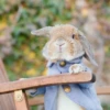 Bunnies 6