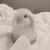 Bunnies 7