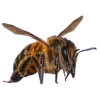 ANIMALS EMOJI 12